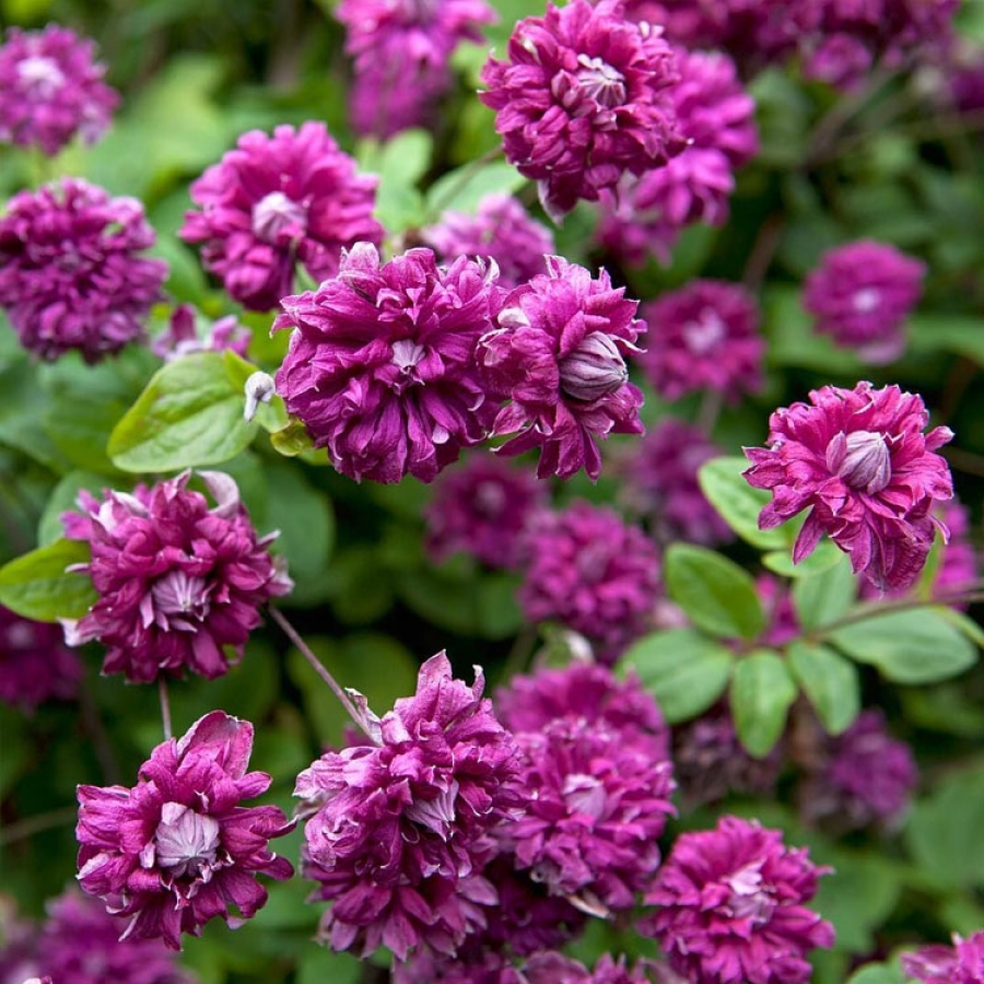 Клематис Пурпуреа Плена Элеганс - фото, описание сорта, отзывы - все о прекрасном цветке-первоцвете в саду Клематис Пурпуреа Плена Элеганс: фото, описание сорта, отзывы - все о красивом цветке